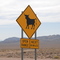 Cows in nevada