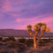 Joshua Tree at Sunset