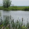 Cattails