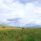 Farmland