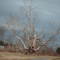 Old Sycamore