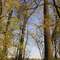Towering Trees, Smith Lake
