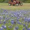 Bluebonnets and 1924 Model T