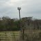 Bird Mailbox