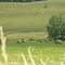 field of plenty