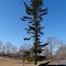 Lone Pine