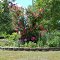 Earthrise Farm Flowers