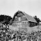Barn near Summerville, SC (1986)