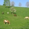 Horse Pasture