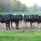 Staring Cows