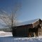 Horse in snow