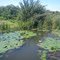 Lake Kanyaboli Dyke