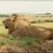 Rencontre #5 Lion du Maasai Mara