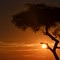 Acacia en el Maasai Mara