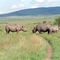 white rhinos, Masai Mara, Kenya