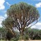 tree 1