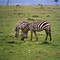 More Zebras