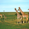 Jirafas masai (Masai Mara)