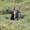 Hyena puppies at Saruni Camp - Masai Mara