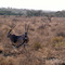 Kenya, Masai Mara