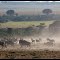 Wild Beast Stampede III