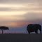 Elephant, Acacia and Sunset