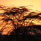Njoro, Sunset at Francis' Farm