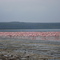 Flamencos Lago Nakuru