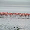 Lago Nakuru