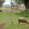 Njoro, Kenya