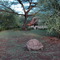 Big Turtle in Robert's Camp