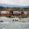 Birds on Lake Baringo