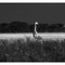 @safari ©monochromo (weggi.ch)