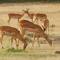 Kenya Safari 東非肯雅原野動物