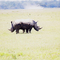 2 Headed White Rhinocerous at Lake Nakuru N.P. !