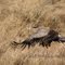 Secretary bird - Kratzmaier