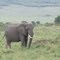 Elefante en Nakuru