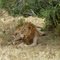 Leo. Lake Nakuru National Park