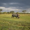 RINOCERONTE LAGO NAKURU