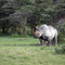 Lake Nakuru (black rino)