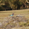 Pajaro colores