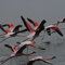 Flamingos at Lake Naivasha
