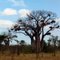 baobab