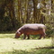Hippo im Busch