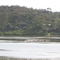 Flamingos