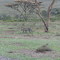 Leopard - Oserian Wildlife Sanctuary