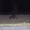 Hippo on the Road - Moi South Lake Road