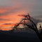 Sundowner (Oserian wildlife sanctuary)
