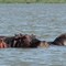 Kenya Safari 東非肯雅原野動物