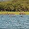 Hippos at Lake Naivasha